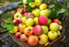 What is An Autumn Crisp Apple