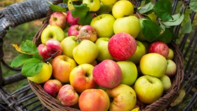 What is An Autumn Crisp Apple