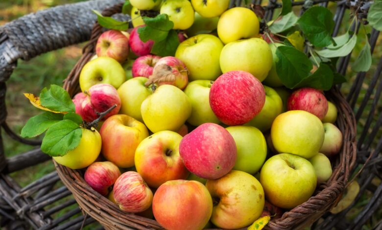 What is An Autumn Crisp Apple