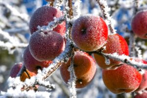 What is The Chill Requirement For Apples