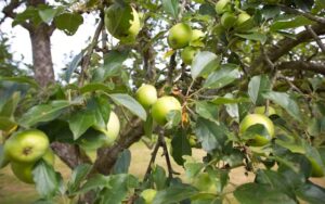 when Should I Thin Out Apples