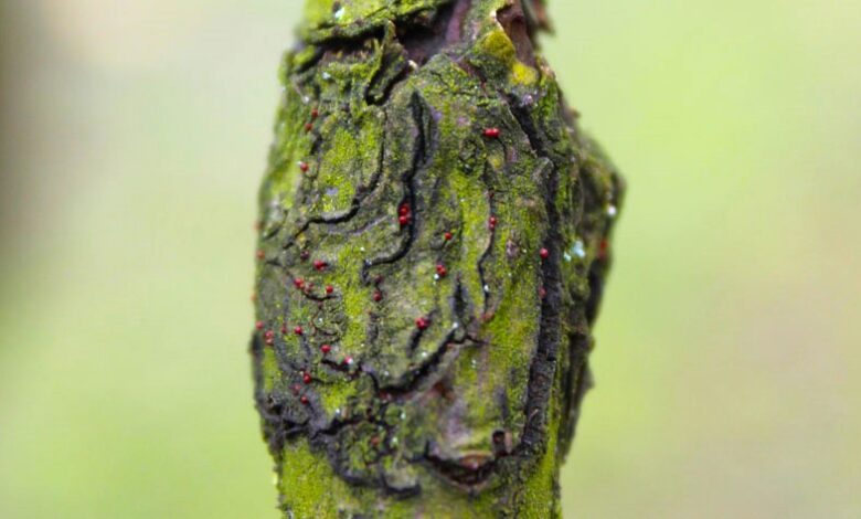 Managing An Apple Tree With Canker