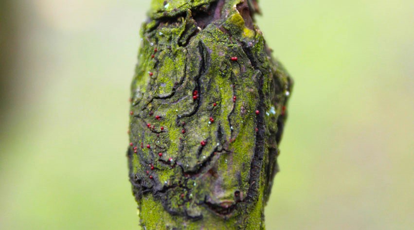 Managing An Apple Tree With Canker