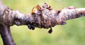 What İs The Fungicide For Apple Cankers