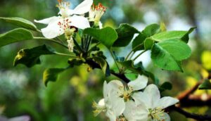 Are Wild Apples Poisonous and Do Apple Trees Grow İn The Wild
