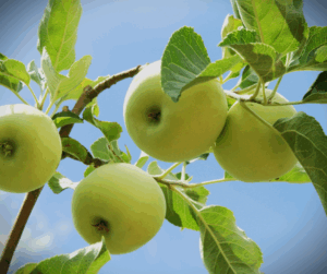 Granny Smith Apple Tree Growing Zone