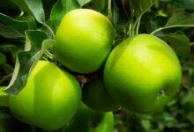 Granny Smith Apple Tree Size And Care