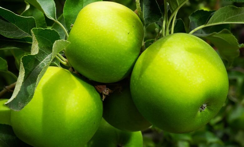 Granny Smith Apple Tree Size And Care