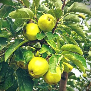 How Long Does İt Take To Grow A Granny Smith Apple Tree