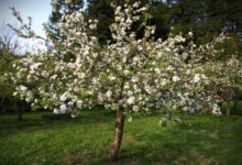 How To Care For A Liberty Apple Tree