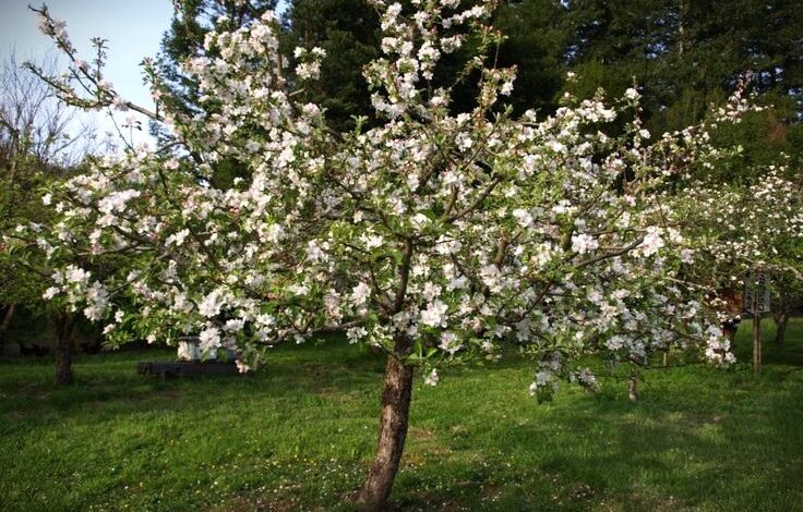 How To Care For A Liberty Apple Tree