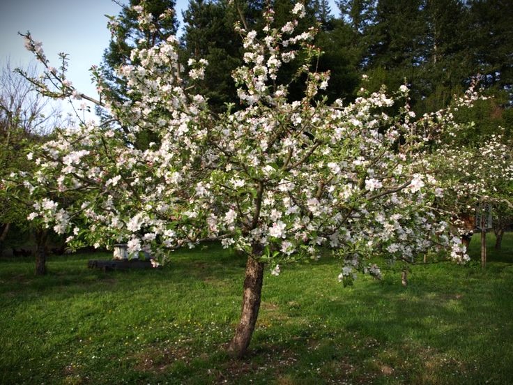 How To Care For A Liberty Apple Tree