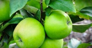 How To Grow Granny Smith Apples