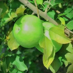How To Grow Granny Smith Apples From Seed