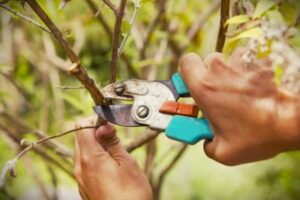 The Craft of Caring for Liberty Apple Trees