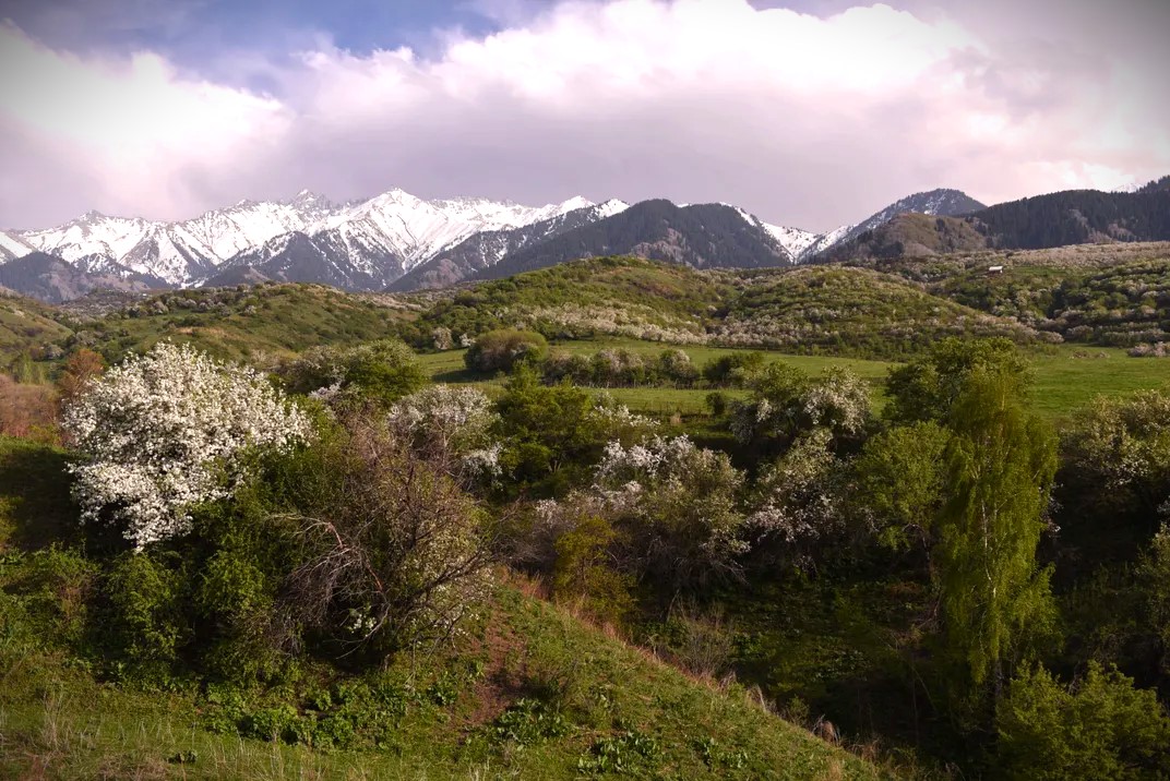Wild Apple Tree İdentification and Wild Apple Tree Information