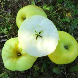 Antonovka Apple