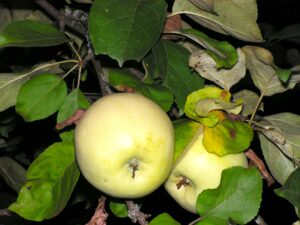 Antonovka Apple Facts