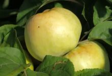 Learn How To Grow Antonovka Apples