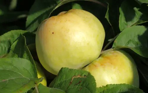 Learn How To Grow Antonovka Apples