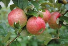 State Fair Apple Facts And Care