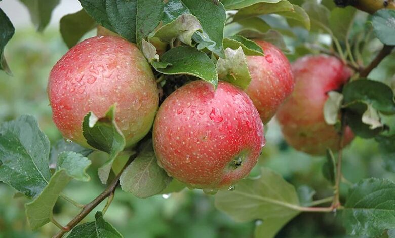 State Fair Apple Facts And Care