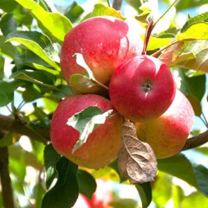 State Fair Apple Tree State Fair Apple Facts