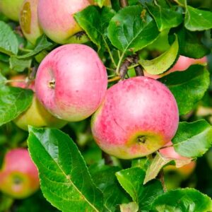 State fair apple tree
