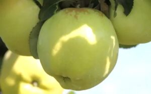 What Are Antonovka Apples Used For