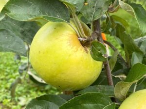 What Are Antonovka Apples Used For