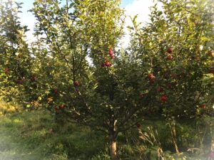 How to Care for a Dayton Apple Tree