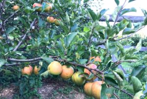 How to Grow Dayton Apple Trees