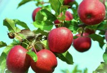 Tips For Growing Dayton Apples At Home