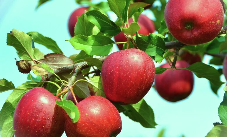 Tips For Growing Dayton Apples At Home