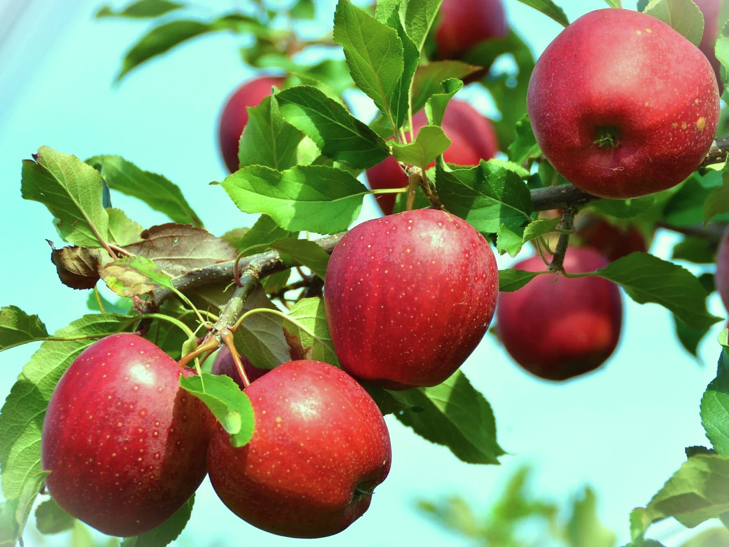 Tips For Growing Dayton Apples At Home